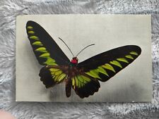 Carte postale papillons d'occasion  Aubenas
