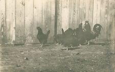 Rppc rooster hens for sale  Phoenix