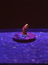 Rainbow acropora wysiwyg for sale  BELPER