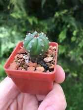 Notocactus acutus gc749.1 for sale  UK