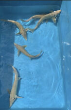 Albino sturgeon koi for sale  BURNTWOOD