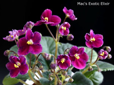 Mac's Exotic Elixir Leaf/Leaf African Purple Usambara Vial. for sale  Shipping to South Africa