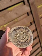 Peronoceras whitby yorkshire for sale  YORK