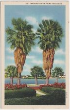 Washingtonian Palms en Florida - Postal Vintage segunda mano  Embacar hacia Argentina