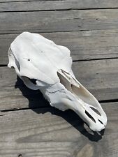 Cow skull real for sale  Shelbyville