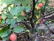 Ableger bonsai zwergäpfel gebraucht kaufen  Dernau
