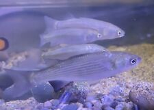 Flathead grey mullet for sale  BUDE