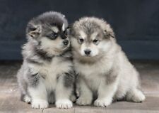 Alaskan malamute puppies for sale  SELBY