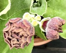 Primula auricula samantha for sale  TORPOINT