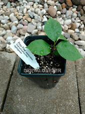 Fresh paw paw for sale  Batesville
