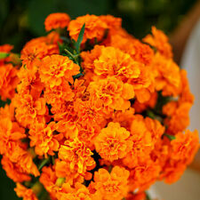 French marigold tangerine for sale  Sevierville