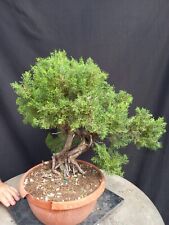 Bonsai juniperus chinensis usato  Montevarchi