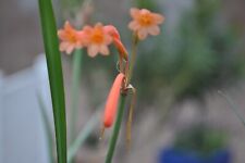 Used, Cyrtanthus brachyscyphus rare tiny Beautiful flower foliage is compact grower for sale  Shipping to South Africa
