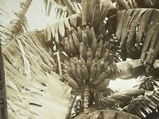 Foto estéreo vintage Cuba Caribbean Bananas 1903 P83L3n comprar usado  Enviando para Brazil