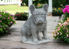 Massive french bulldog for sale  USA