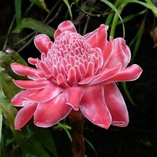Pink torch ginger for sale  SUTTON COLDFIELD