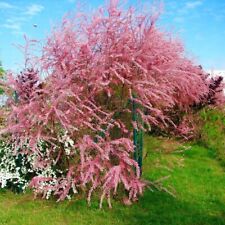 Tamarix tetrandra salt for sale  NORTHWICH