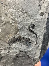 Carboniferous rolled fern gebraucht kaufen  Saarbrücken