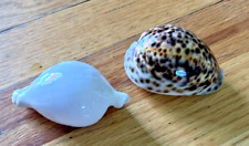 Tiger cowrie shell for sale  Denver