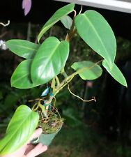 Philodendron green emerald for sale  Hollywood