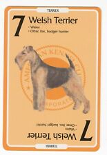 Welsh terrier american for sale  COLEFORD