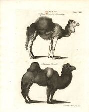 Camel dromedary bactrian for sale  Lake Villa