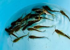 Live channel catfish for sale  Lima