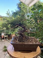 Juniper bonsai tree for sale  Garden Grove