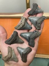 Fossil shark teeth for sale  Charleston
