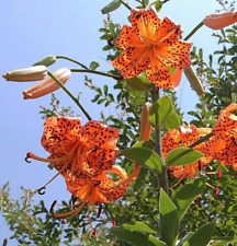 Tiger lily bulbs for sale  Manitowoc