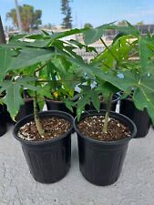 Papaya plants live for sale  Bradenton