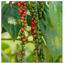pepper seeds for sale pepper seeds for sale Shipping to South Africa