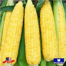 Corn seeds kandy for sale  Waltham