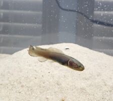 2.5 live bowfin for sale  Smithville
