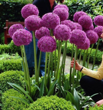 Flor de cebolla gigante morada  ( Allium giganteum ) semillas  jardín flores  comprar usado  Enviando para Brazil