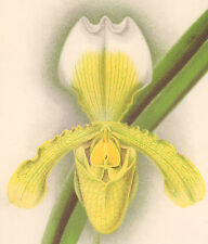 Orchid CYPRIPEDIUM INSIGNE Flower MacFarlane Chromolithograph 1901 Matted Print for sale  Shipping to South Africa