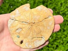 Mexico fossil sand for sale  Coppell