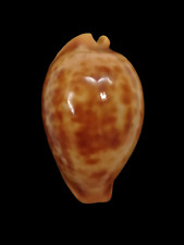 Shell cypraea surinamensis usato  Italia