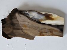 Petrified wood lapidary for sale  Redwood City