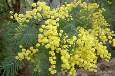 Acacia dealbata evergreen for sale  CRANBROOK