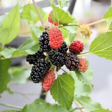 Mojo berry fruit for sale  UK