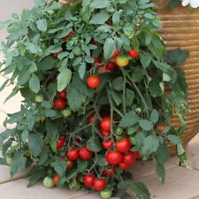 Outdoor cherry tomato for sale  DRIFFIELD