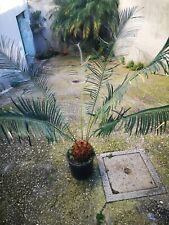 Cycas panzhihuaensis usato  Casapesenna