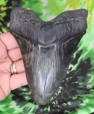 Used, Megalodon Sharks Tooth 5 1/4" inch NO RESTORATIONS fossil sharks teeth tooth for sale  Shipping to South Africa