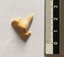 Shark tooth teeth usato  Pavia