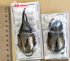 DYNASTES MORONI****PAIR Nr. 1 - 88mm  ** Mexico, used for sale  Shipping to South Africa
