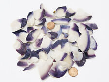 Wampum quahog clam for sale  Saint Charles