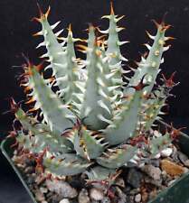 Aloe erinacea beautiful for sale  Thousand Oaks