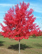 Acero rosso acer usato  Valmacca