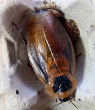 Trinidad cockroach blaberus for sale  STANLEY